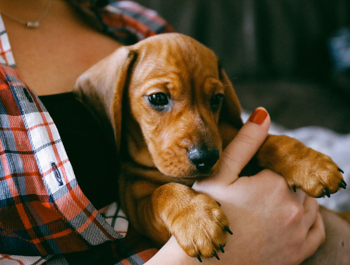 Puppy & Kitten Care